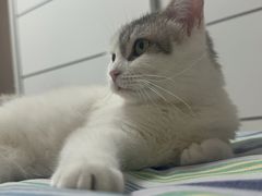 -米苏动物医院·犬猫专科·骨科外科内窥镜