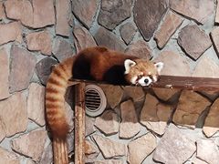 -绿色星球动物主题公园