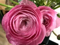 -双季花艺园艺市场(浦东店)