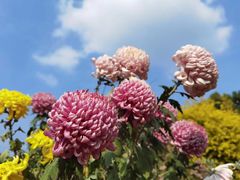 -上海共青森林公园