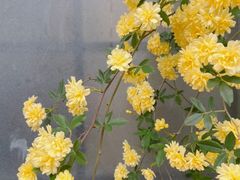 -八珍手工水饺·妈妈的爱(传芳巷店)