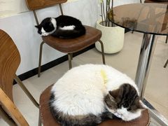 -共舞时光猫咖·狗咖(新街口店)
