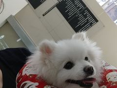 -申普宠物医院·心脏介入·心血管微创(总院)