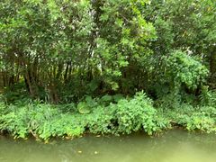 -大湾区中央湿地公园