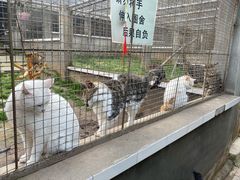 -成都爱之家动物救助中心