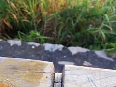 -西堤公园