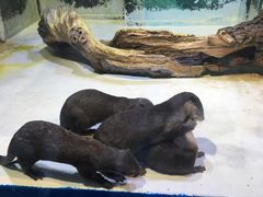 -华夏文旅海洋公园