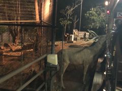-清迈夜间动物园