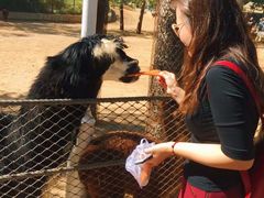 -大连森林动物园