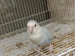 -吉丁鸟咖·异宠·寄养