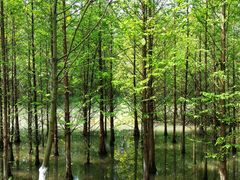 -桤木河湿地公园