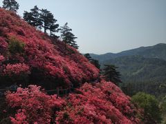 -木兰云雾山