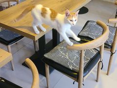 大堂-平行世界·猫咖(首经贸店)