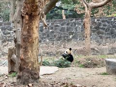 -都江堰中华大熊猫苑