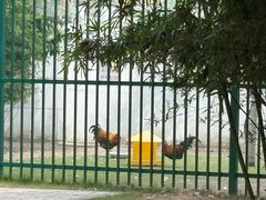 -龙华素斋(龙华路店)