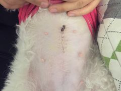 -瑞派福兴宠物医院犬猫全科·骨科·中西医结合(河东店)