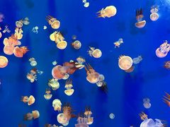 -成都浩海立方海洋公园