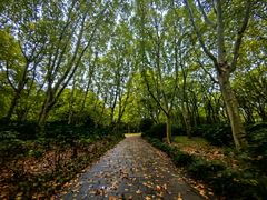 -上海共青森林公园