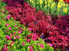 -海心沙亚运公园