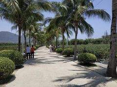 -亚龙湾国际玫瑰谷