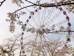 -顾村公园
