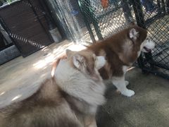 -TrueLove @ Neverland (Husky Cafe)