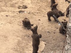 -哈尔滨北方森林动物园