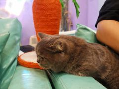 -70cat德文卷毛猫·缅因猫纯种猫舍