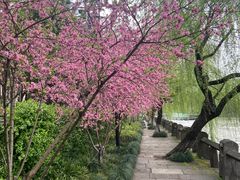 -运河游船(武林门码头)