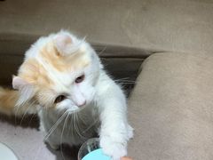 -猫和宫(六道口店)