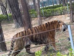 -秦皇岛野生动物园