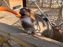 点击看大图 -萌宠亲子动物乐园(槐房万达店)