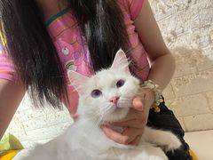 -平行世界·猫咖(首经贸店)