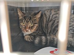 -宠颐生动物医院·心脏科·保险定点(锦阳分院)