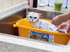 -喜洋洋宠物医院(震川路总店)