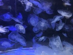 -台州海洋世界