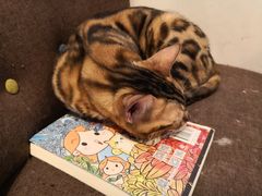 -Cappucimeow猫咪咖啡馆(韦伯时代店)