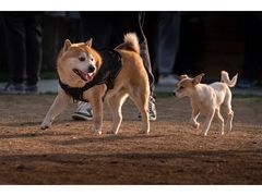 -龙美术馆(西岸馆)