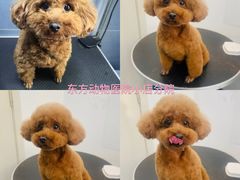 -太原东方动物医院(小店分院)