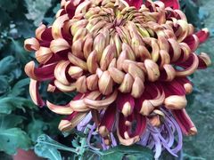 -上海市龙华烈士陵园