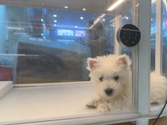 -翊宠yipet猫狗购宠庄园