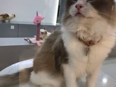 -糯米喵星人·撸猫猫舍咖啡馆(西市场嘉华店)