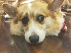 -豆柴町-柴犬主题狗咖(红鼎国际C座店)
