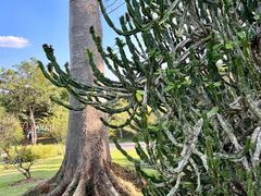 -中国科学院西双版纳热带植物园