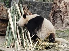 -都江堰中华大熊猫苑