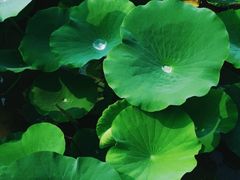 -天津东丽湖风景区