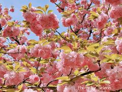 -新虹桥中心花园