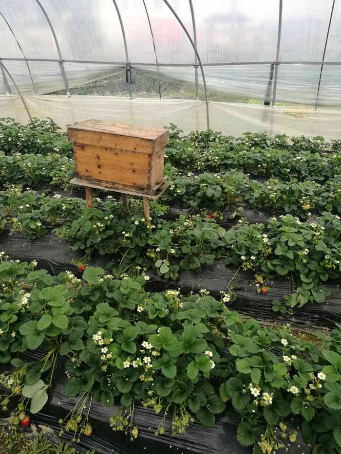 国际慢城雪凤草莓园采摘-"位置:参考点评定位,高淳区!点评:很.