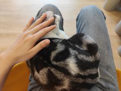 -有喵·猫咖·狗咖·30几只猫10只小狗(岗厦店)