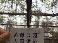 -嘉定紫藤园